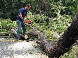 Best Tree Removal  in Cottonwood, ID