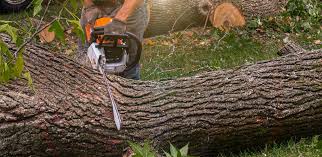 Best Hedge Trimming  in Cottonwood, ID