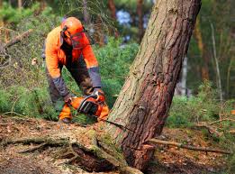 Best Lot and Land Clearing  in Cottonwood, ID