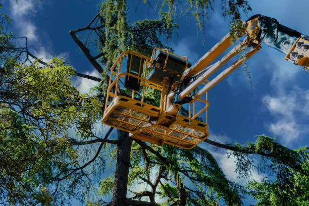 Best Tree Maintenance Programs  in Cottonwood, ID