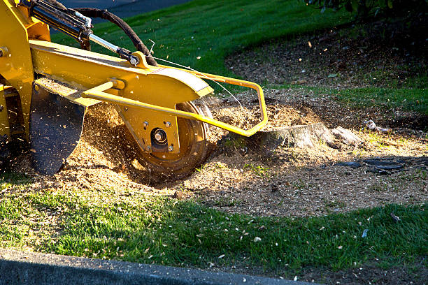 Best Lawn Dethatching  in Cottonwood, ID