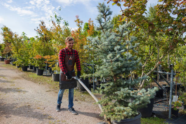 Best Tree Disease Treatment  in Cottonwood, ID