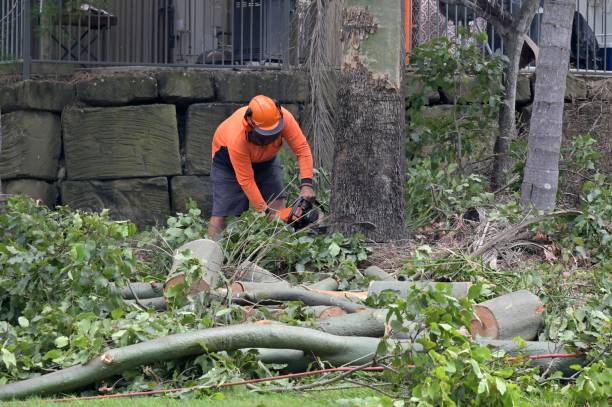 How Our Tree Care Process Works  in  Cottonwood, ID