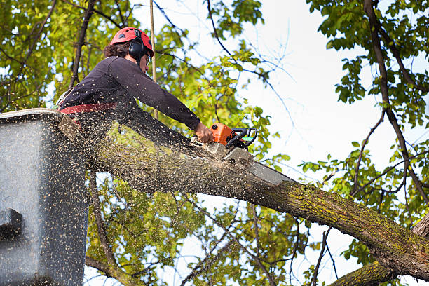 Best Tree Mulching  in Cottonwood, ID